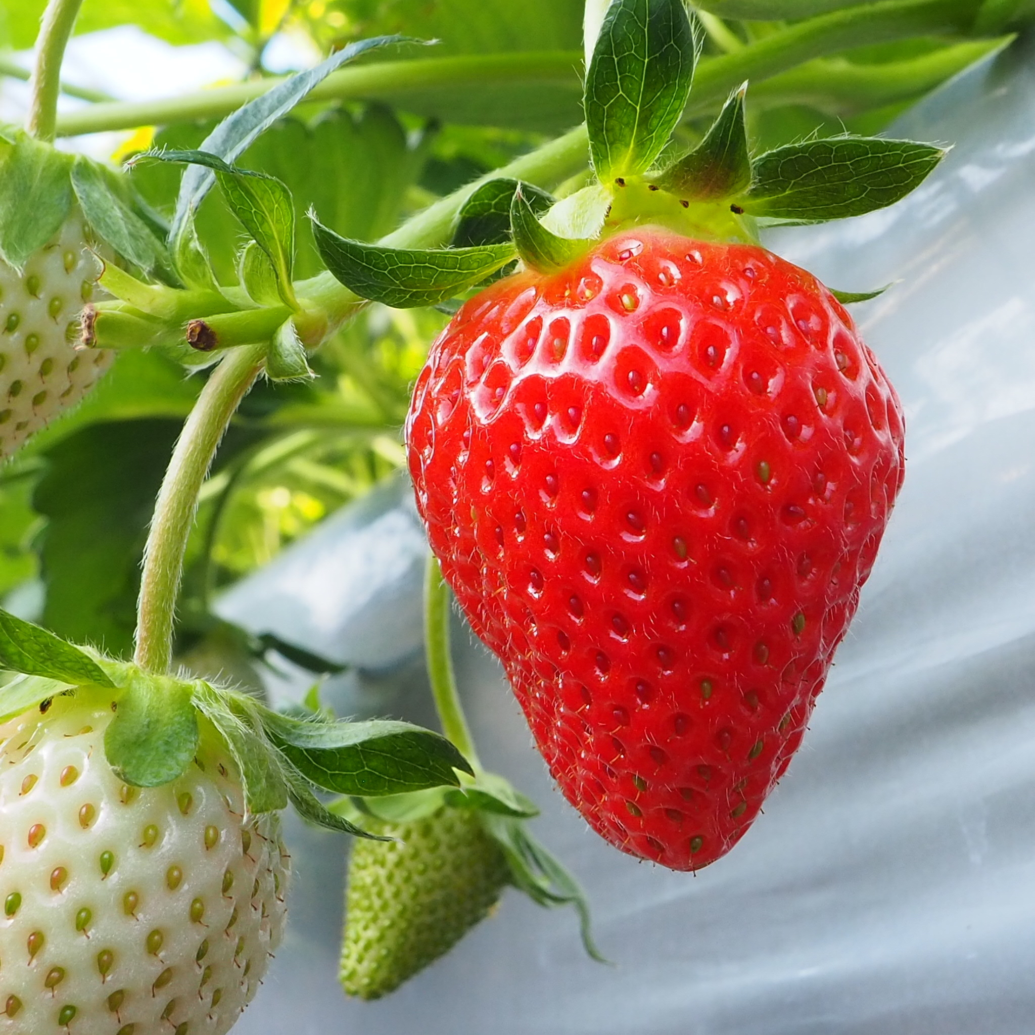 軽井沢高原で一年中いちご狩り｜軽井沢ガーデンファーム