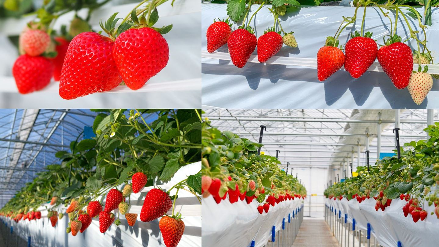 軽井沢高原で一年中いちご狩り｜軽井沢ガーデンファーム